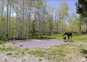 1239  Deer Ln MLS #2150012