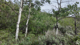 4060  Wildlife Way MLS #2163913