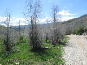3258 N Water Canyon Ave MLS #2165472