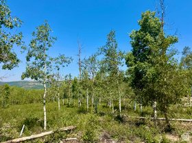 10775 E Tanglewood Dr MLS #2176581