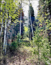 550  Red Fir Way MLS #2178725