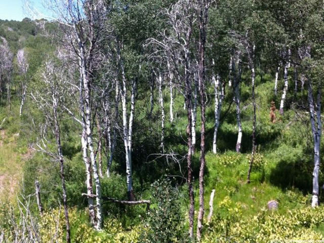 9 Aspen Rdg #9, Wanship, UT 84017 — photo 5