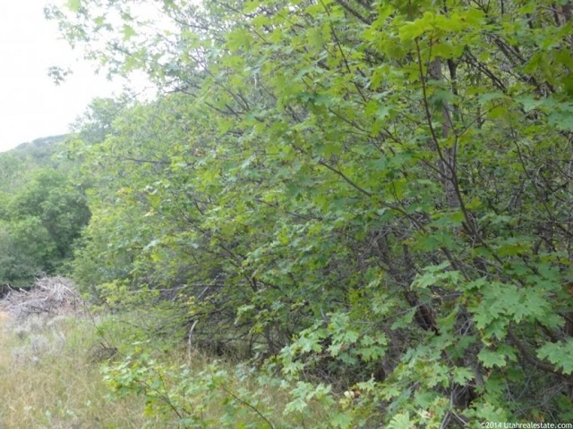 #9, Springville, UT 84663 — photo 9