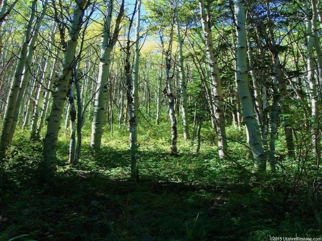 #31, Tabiona, UT 84072 — photo 2
