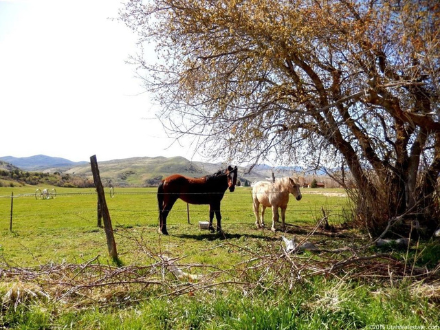 11400 S 1300 E #4, Avon, UT 84328 — photo 5