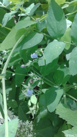 75 10 #0010, Paradise, UT 84328 — photo 9