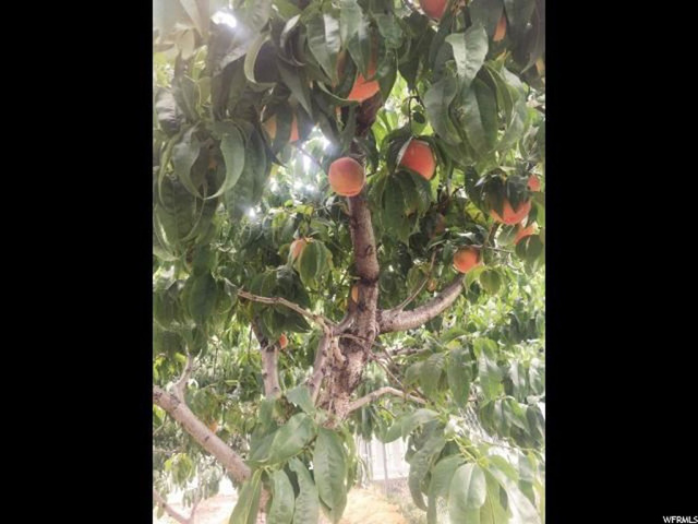 1537 E James Dr S, Fruit Heights, UT 84037 — photo 8