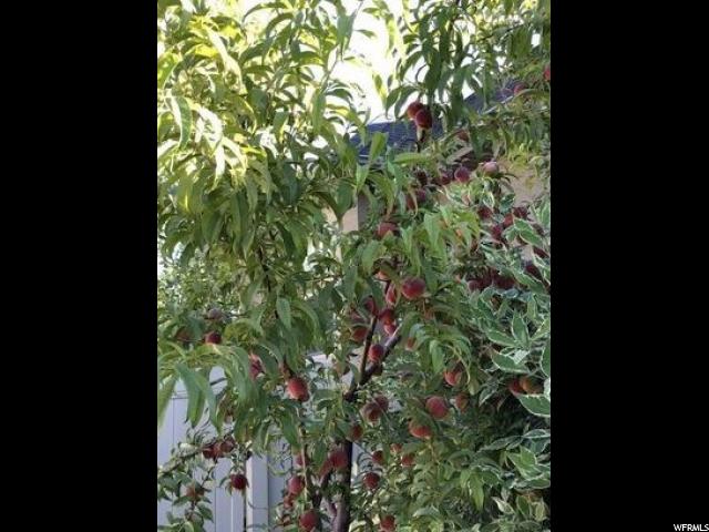 467 Hawthorne Dr, River Heights, UT 84321 — photo 5