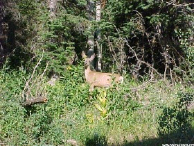 22 Alexander Cyn, Summit County, UT 84017 — photo 6