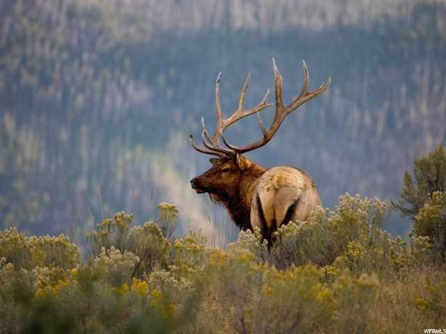 1 Forest Rd #803 #803, Kamas, UT 84036 — photo 11