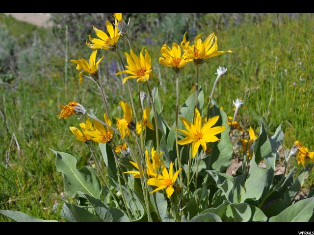 1310 E 2700 N, Kamas, UT 84036 — photo 11