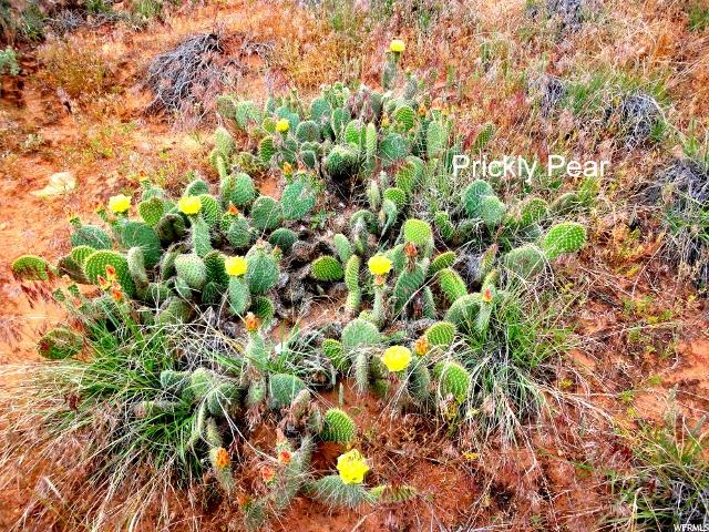 Moab, UT 84532 — photo 12