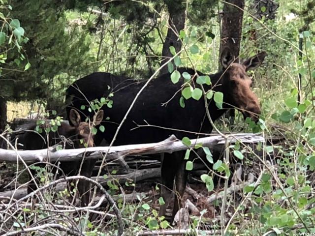 1 Forest58, Kamas, UT 84036 — photo 3