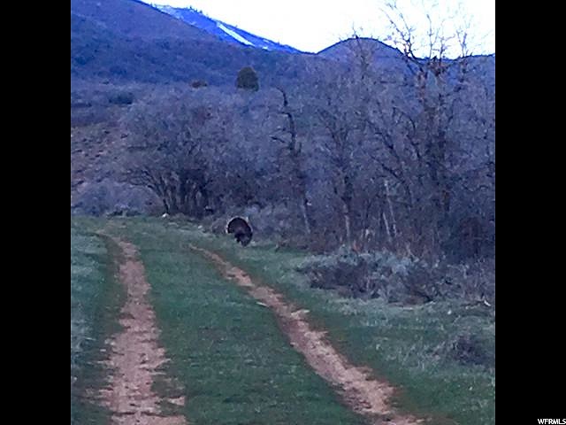 Canyon Road, Springville, UT 84663 — photo 8