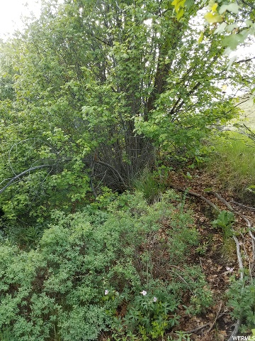 Harkness Cyn, McCammon, ID 83250 — photo 7