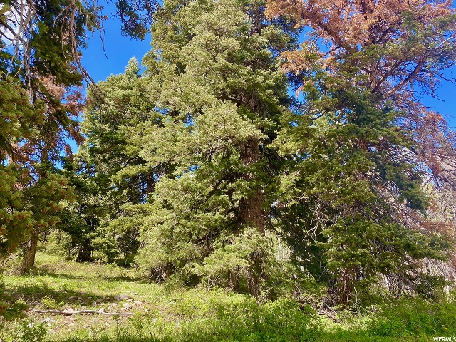 1238 Maple Pl, Wanship, UT 84017 — photo 9
