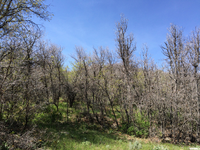 3000 E Lefthand Fork #40, Springville, UT 84663 — photo 7