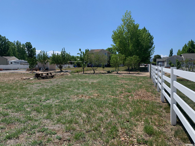 Fruit Trees Back yard