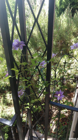 front porch vines