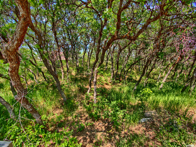 Natural Park Forestry