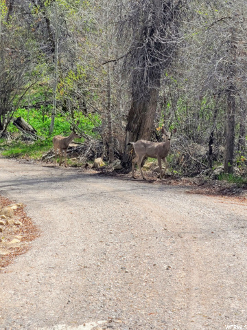 #L-48, Fairview, UT 84629 — photo 4