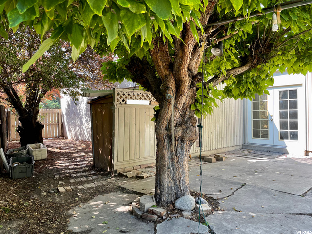 Patio with mature Catalpa tree