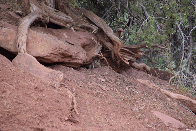 Levan, UT 84639 — photo 12