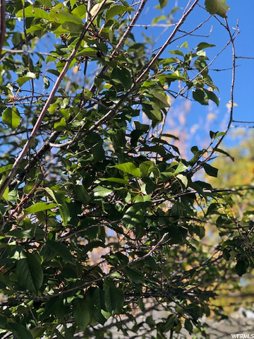 Multiple Mature Fruit Trees