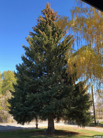 Beautiful Mature Trees