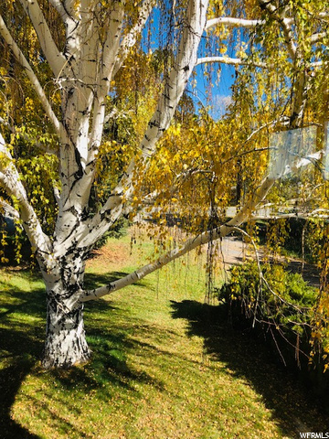 Beautiful Mature Trees
