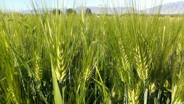 Mendon, UT 84325 — photo 10
