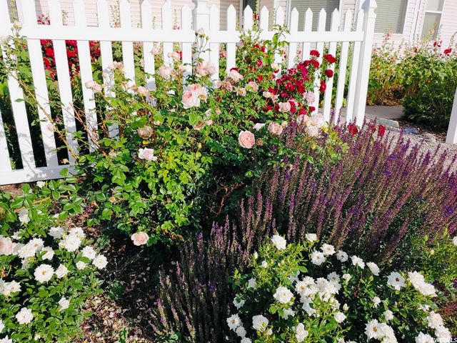 Spring Flowers