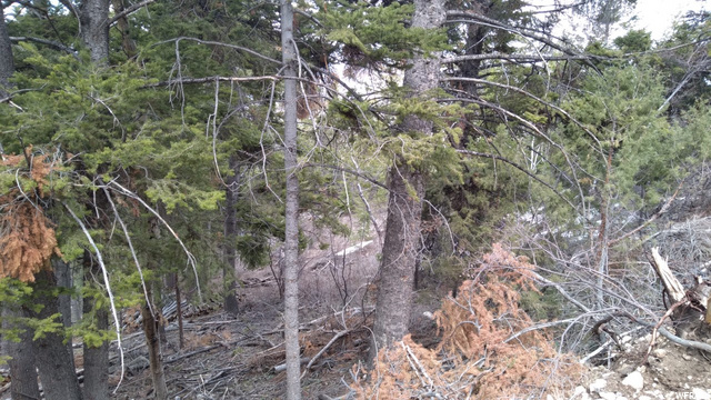 #17, Tabiona, UT 84072 — photo 11