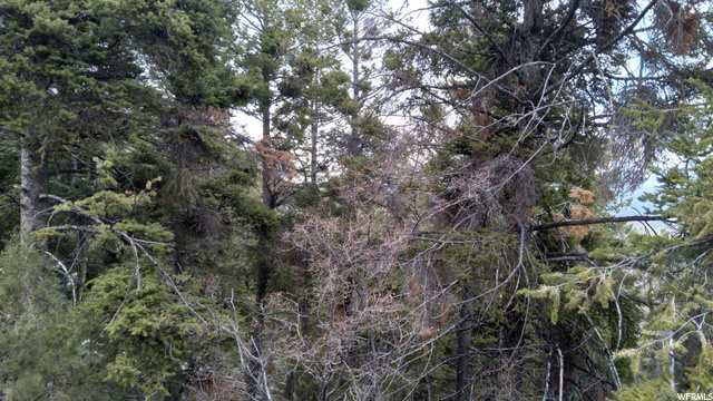 #17, Tabiona, UT 84072 — photo 5