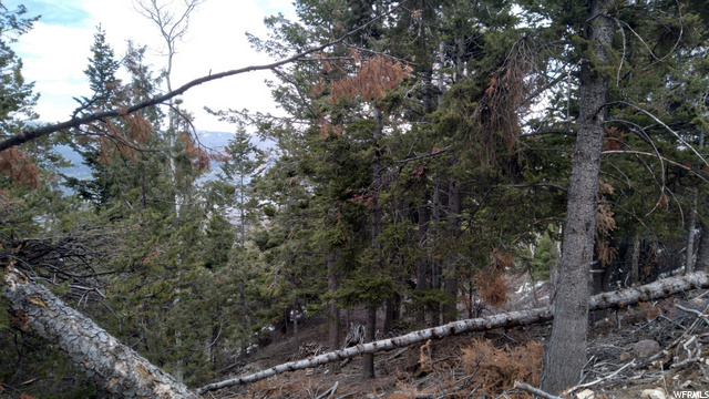 #17, Tabiona, UT 84072 — photo 10