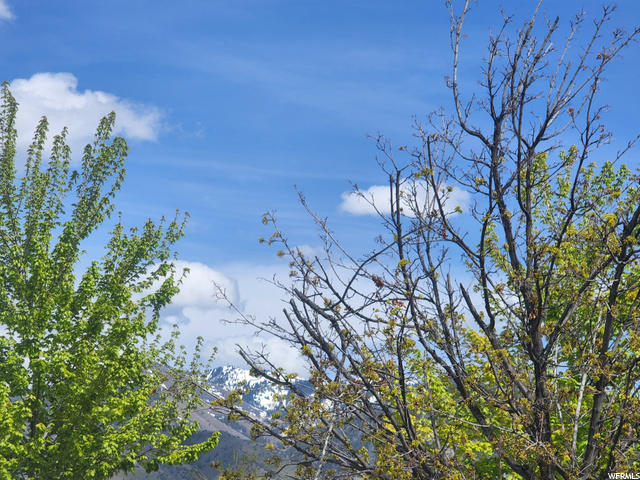 The View from back yard