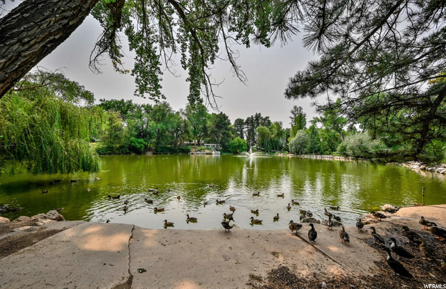 Ducks, Swans & Geese - Name Them All!