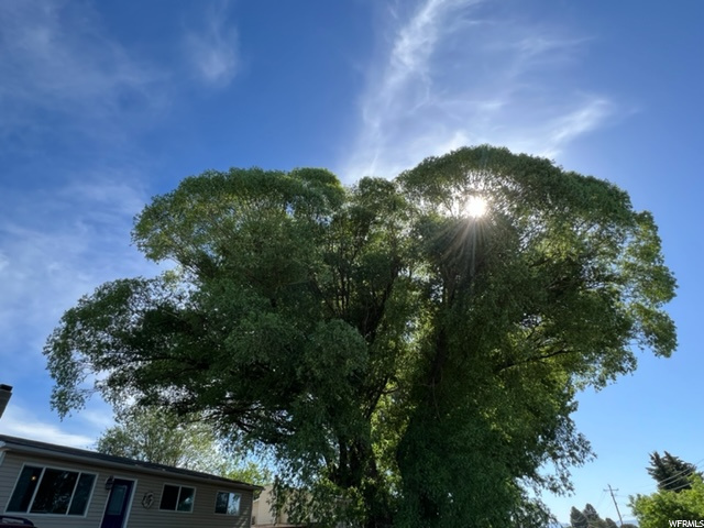 Gorgeous Shade Tree