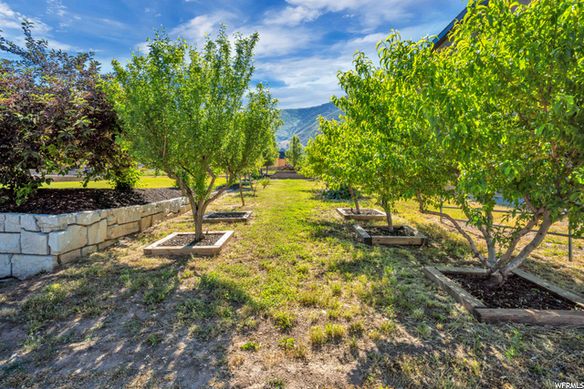 Fruit Trees