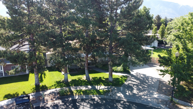 Large trees to shade home