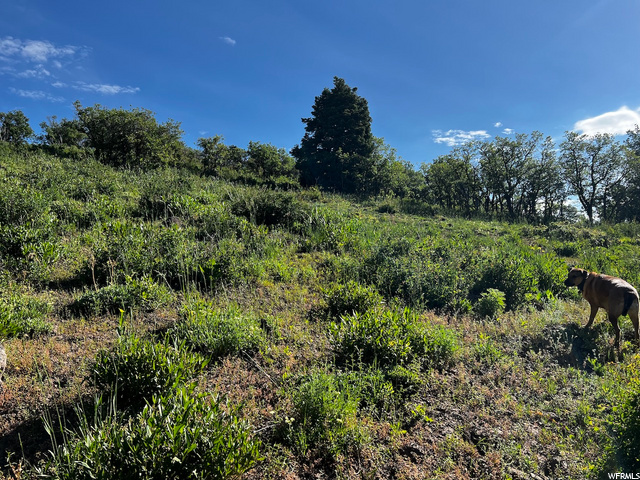 2484 Forest Meadow Rd, Wanship, UT 84017 — photo 7