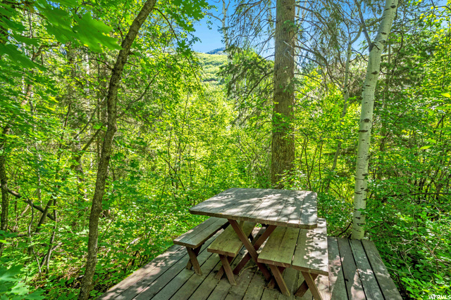 Picnic in the Forest