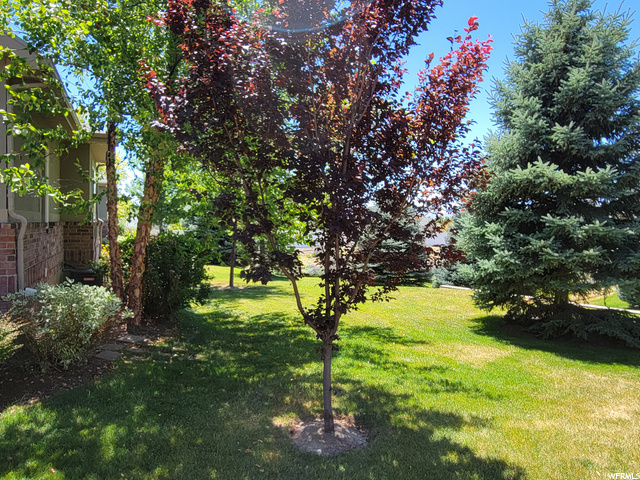 Side yard