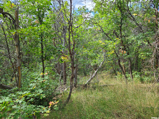 Photo #4