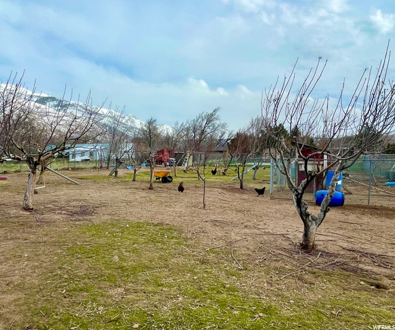 Variety of fruit trees