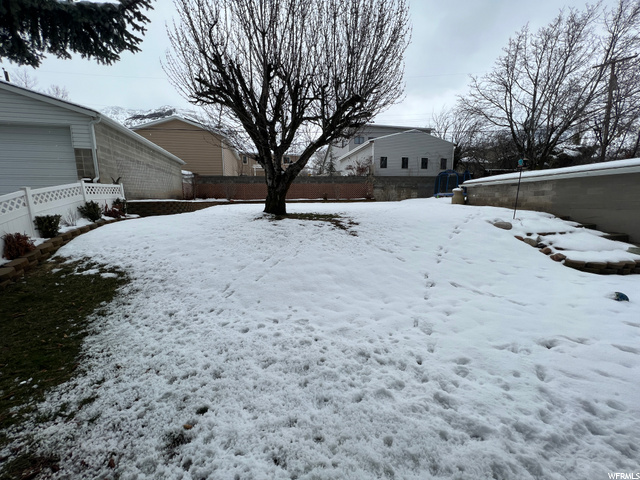Back yard Cherry tree