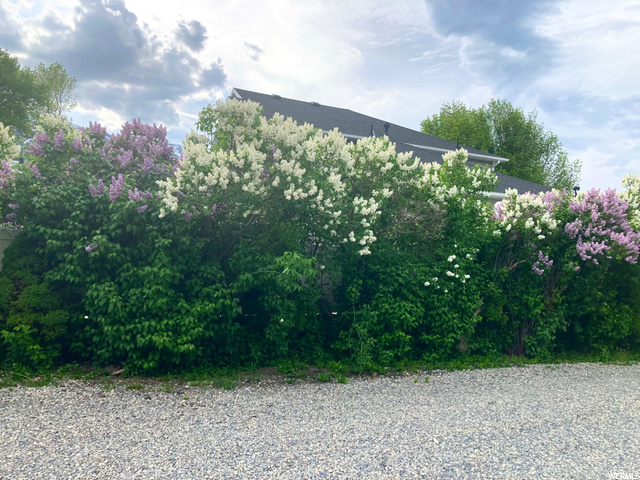 Lilacs in bloom!