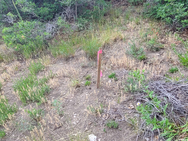 view of local wilderness