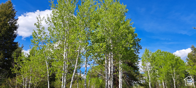 View of local wilderness