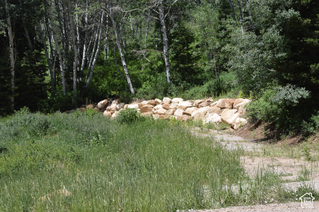 View of local wilderness